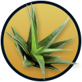 lumaca bio