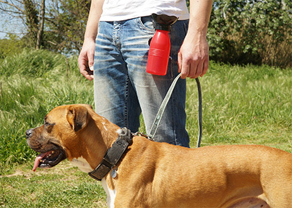 Starlyf Doggy Bottle | Borraccia portatile per cani