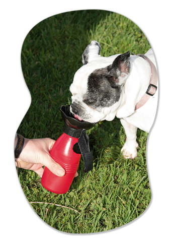 Starlyf Doggy Bottle | Borraccia portatile per cani